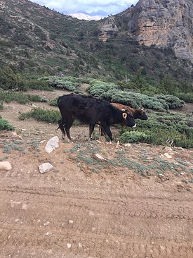 UNADJUSTEDNONRAW_thumb_3bca