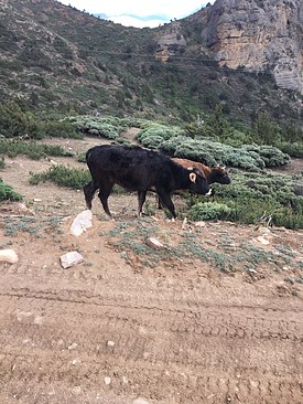 UNADJUSTEDNONRAW_thumb_3bc9