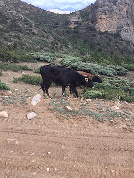 UNADJUSTEDNONRAW_thumb_3bca