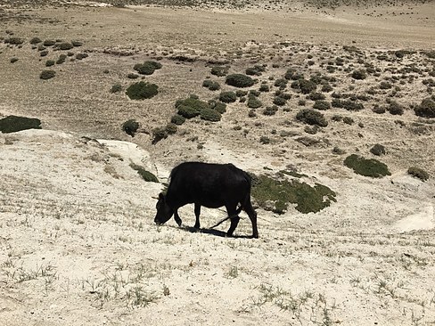 UNADJUSTEDNONRAW_thumb_3d0d